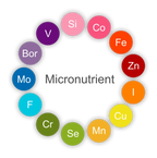 Micronutrient Test