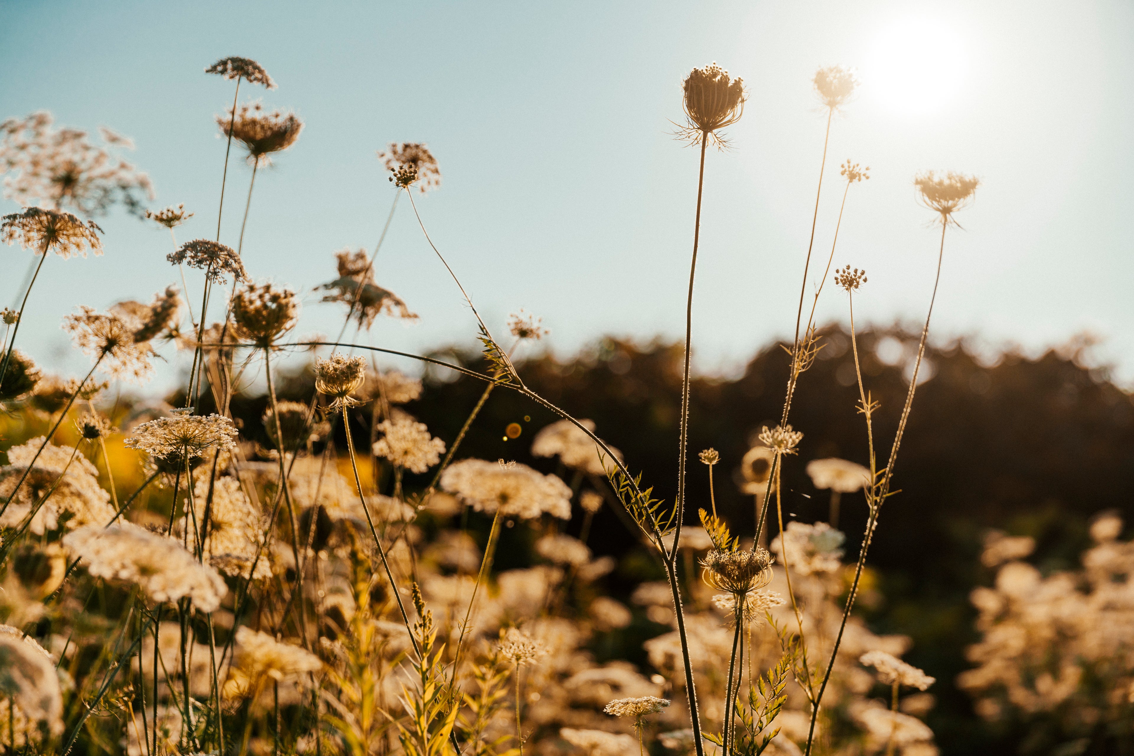 Wellness Offscript: Foundational Health Program